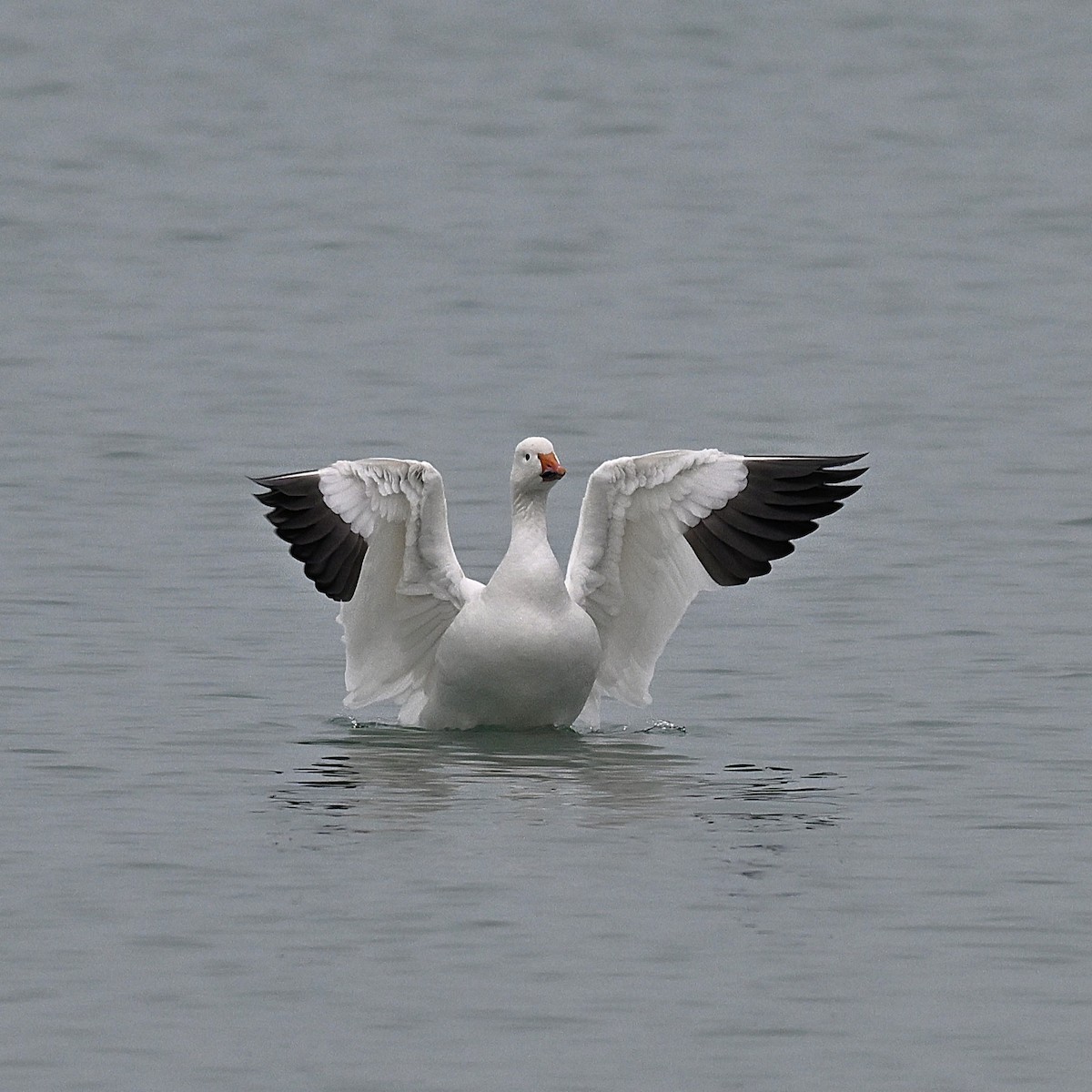 ハクガン - ML646494030