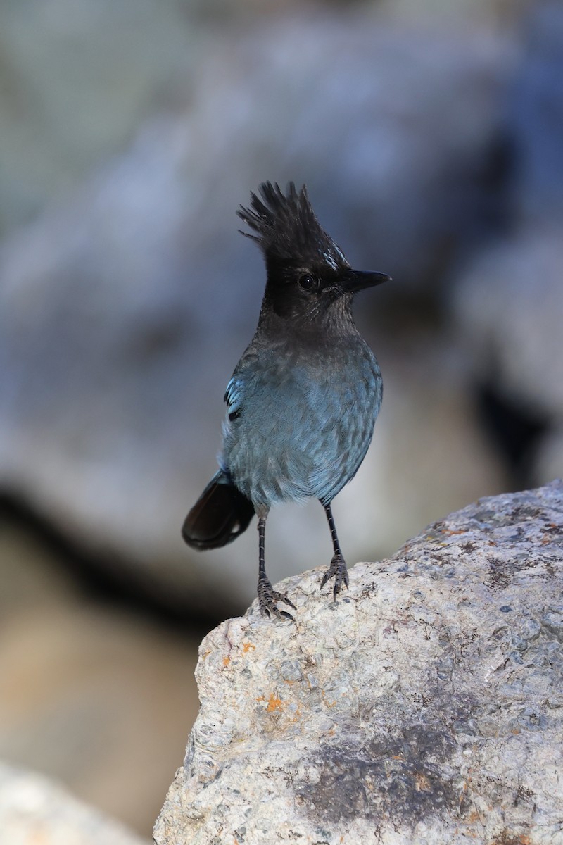 ステラーカケス（stelleri グループ） - ML646494032