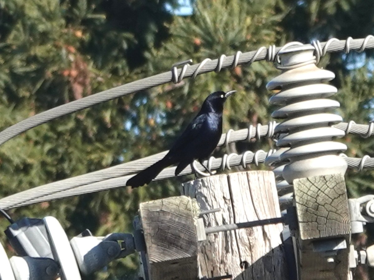 オナガクロムクドリモドキ - ML646494034