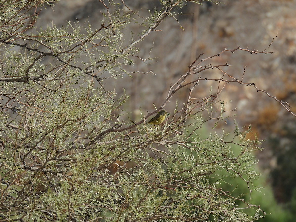 サメズアカアメリカムシクイ - ML646494035