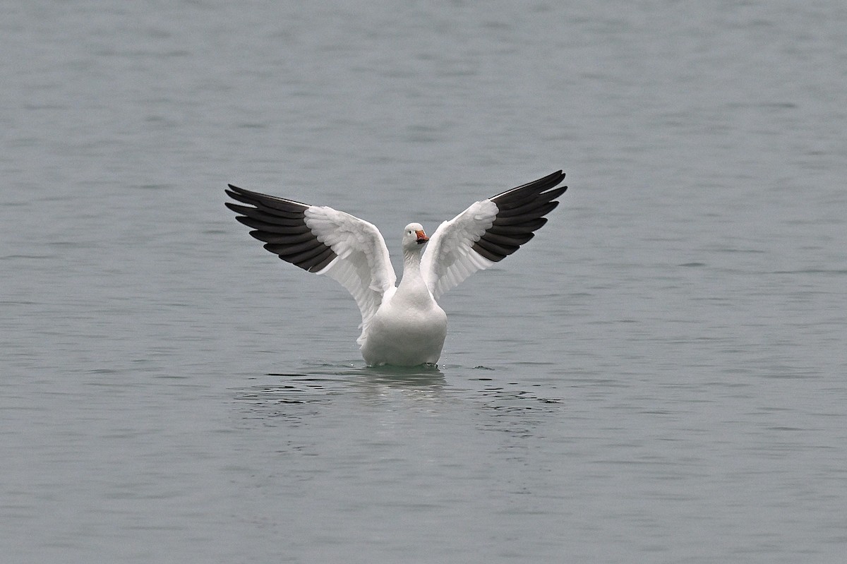 ハクガン - ML646494037