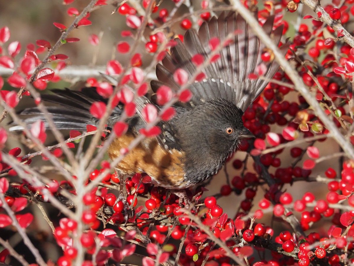ホシワキアカトウヒチョウ - ML646494041