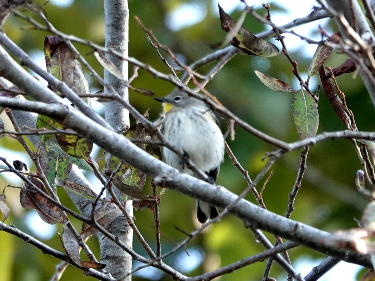 キヅタアメリカムシクイ - ML646494042