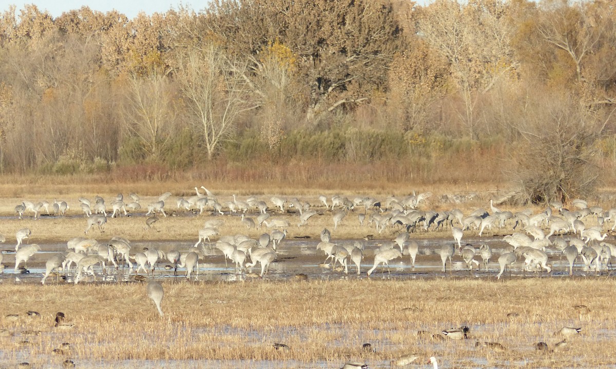 カナダヅル - ML646494044