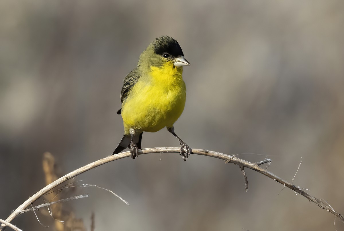 ヒメキンヒワ - ML646494045