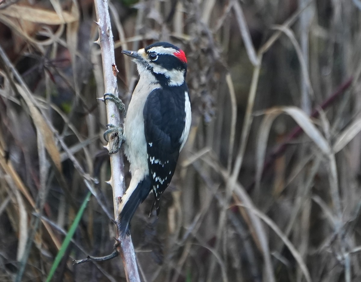 セジロコゲラ - ML646494051