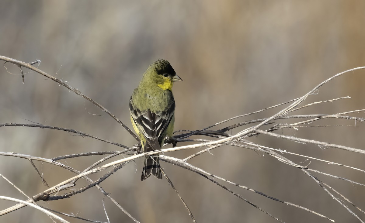 ヒメキンヒワ - ML646494053