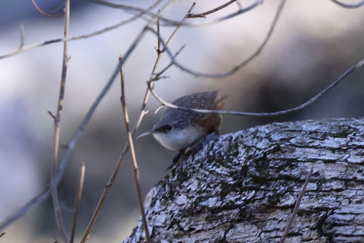 ムナジロミソサザイ - ML646494054