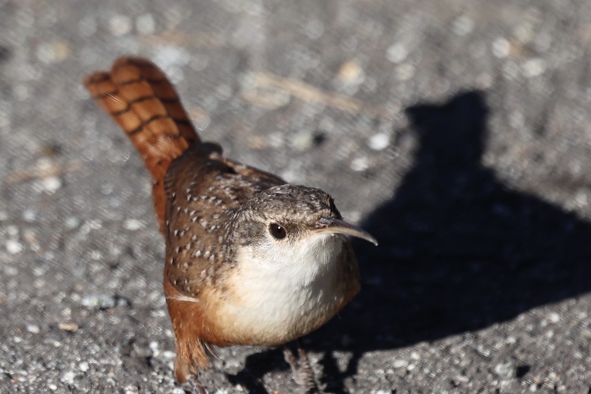 ムナジロミソサザイ - ML646494055