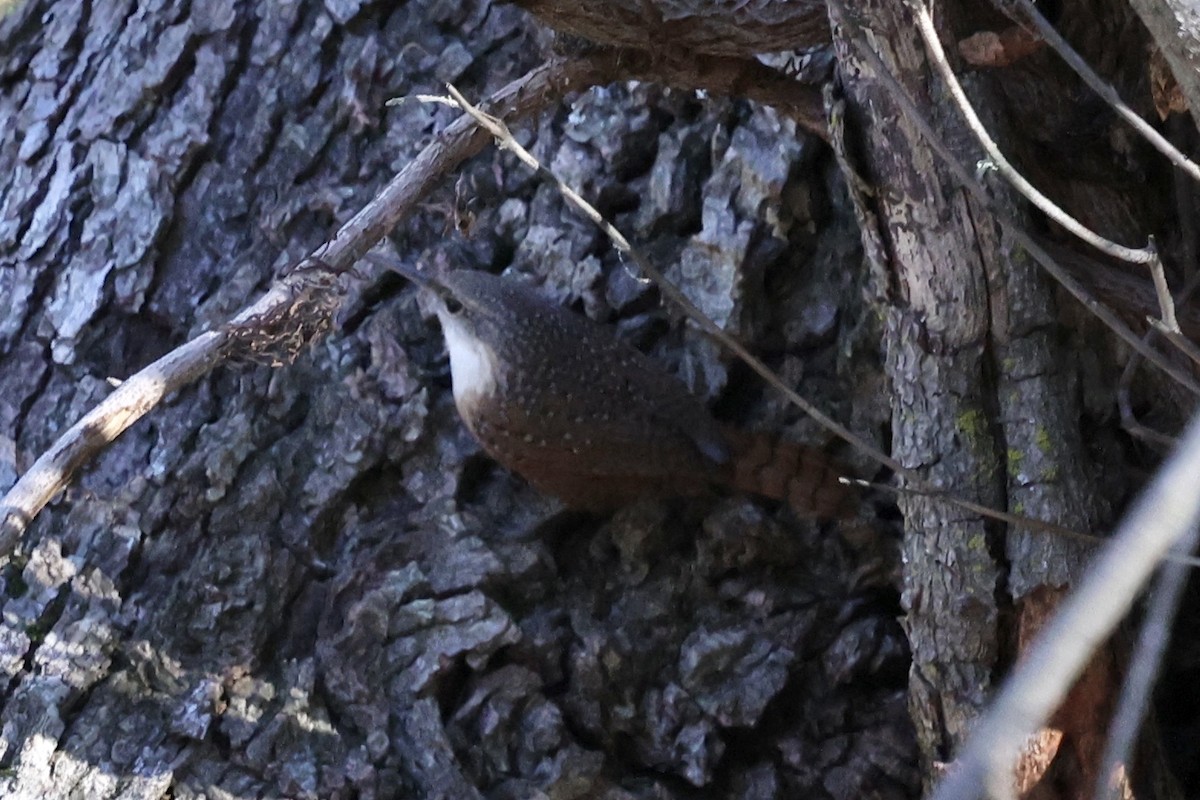 ムナジロミソサザイ - ML646494056