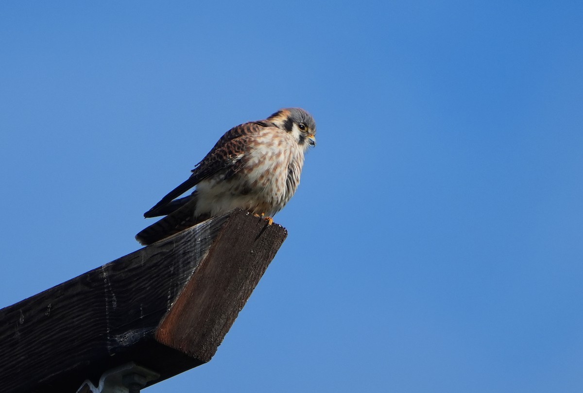 アメリカチョウゲンボウ - ML646494057