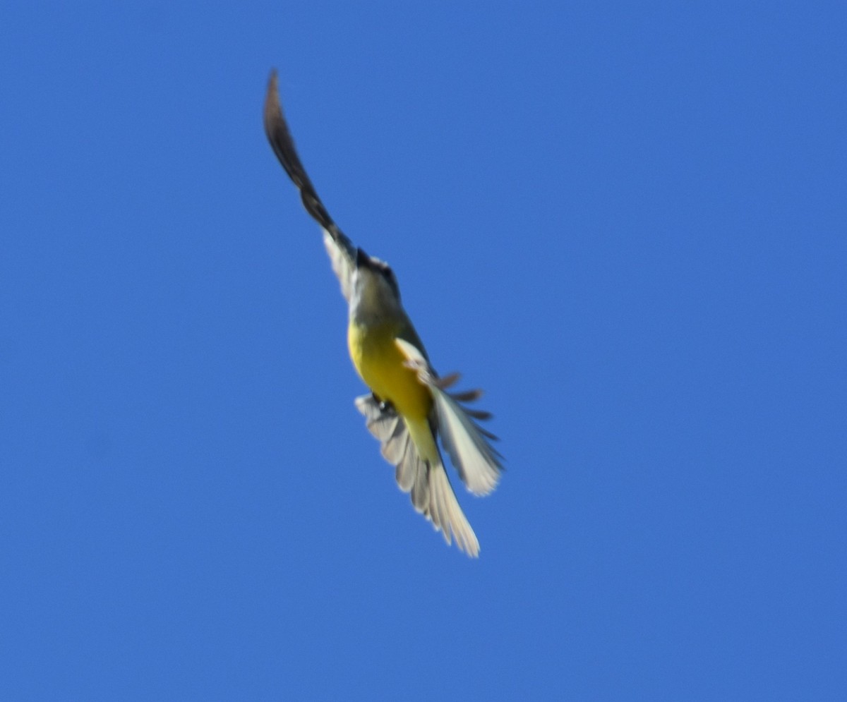 Couch's Kingbird - ML646494058