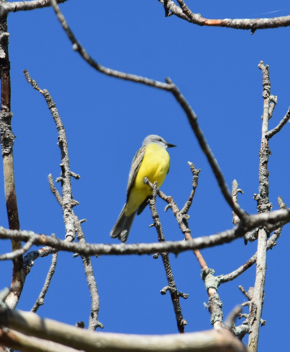 Couch's Kingbird - ML646494059