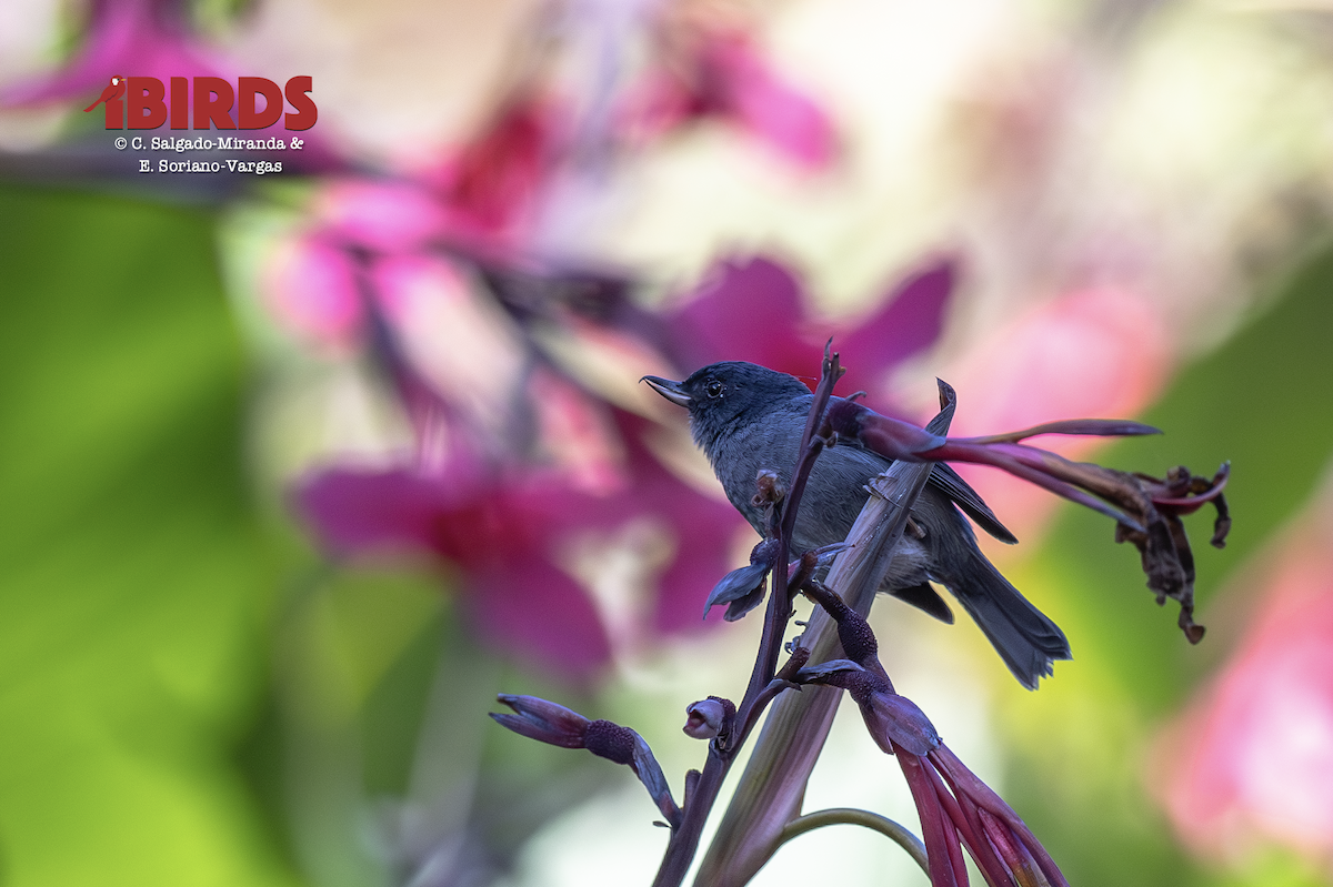 ウスズミハナサシミツドリ - ML646494061