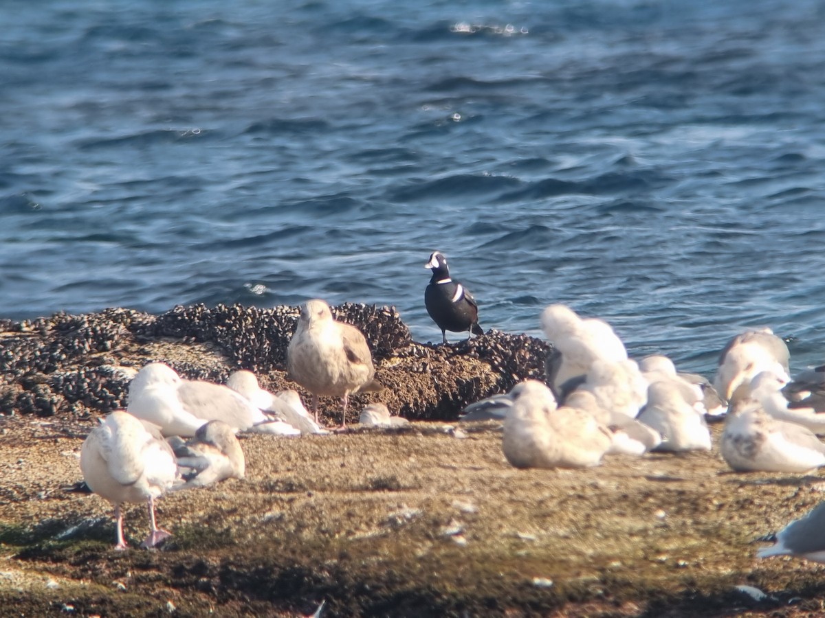 シノリガモ - ML646494062