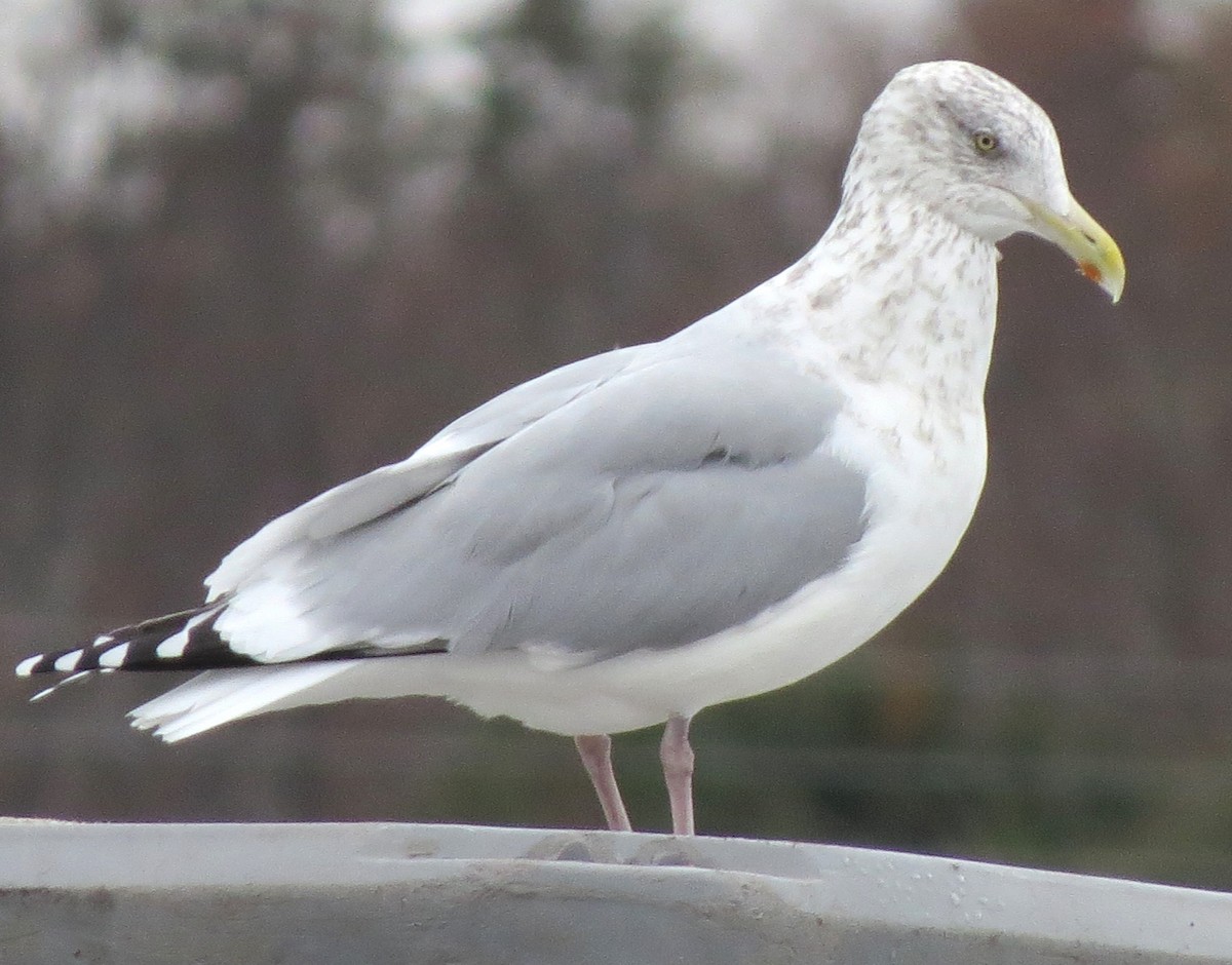 アメリカセグロカモメ - ML646494064