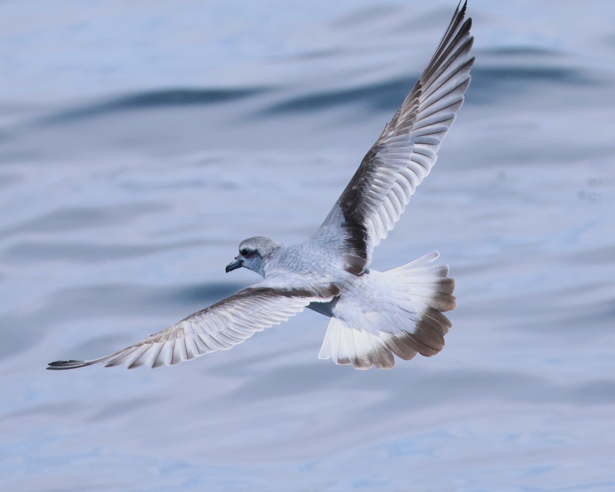 ヒメクジラドリ - ML646494065