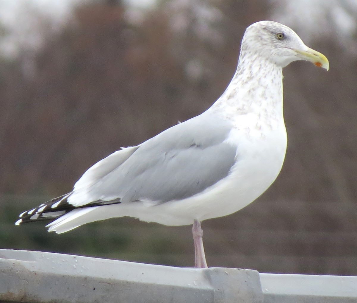 アメリカセグロカモメ - ML646494066