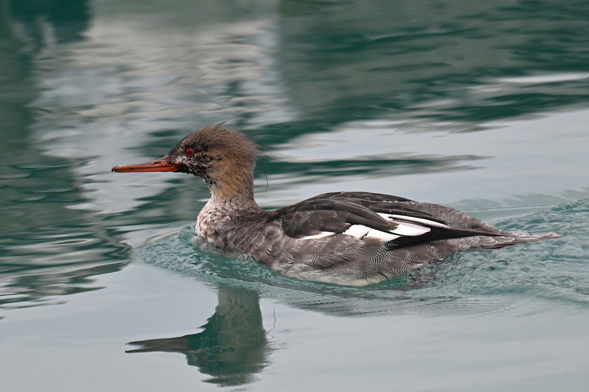 紅胸秋沙 - ML646494067