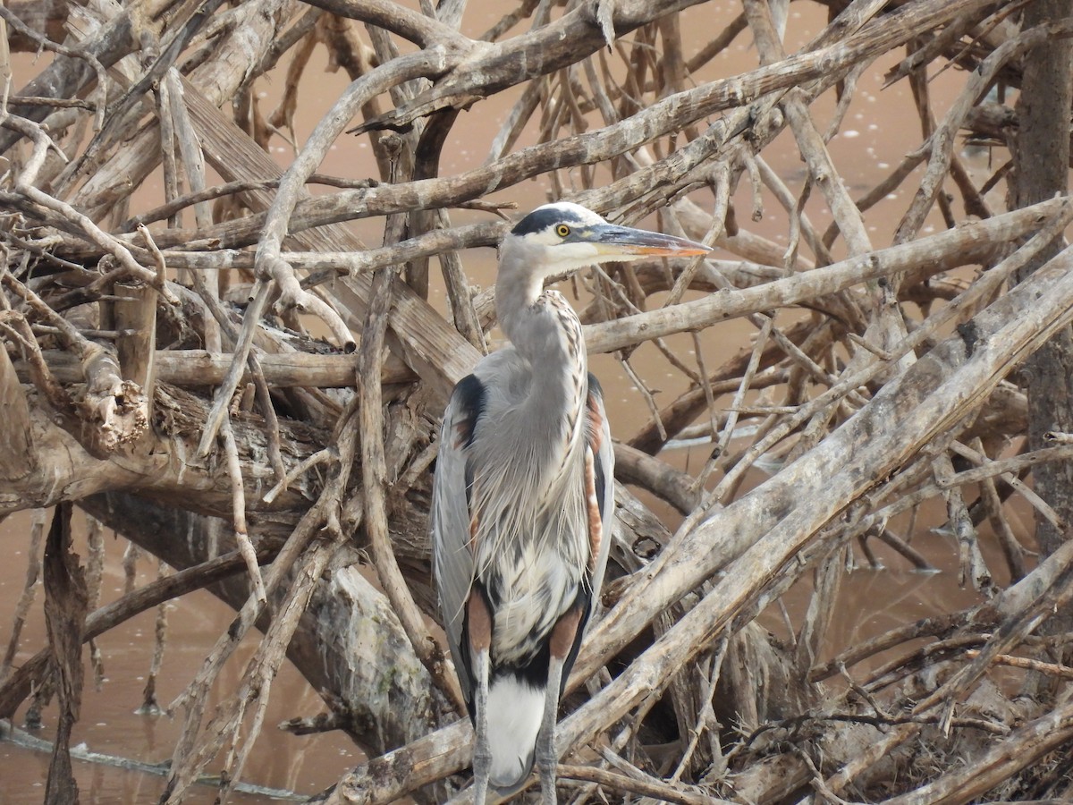 Great Blue Heron - ML646494068