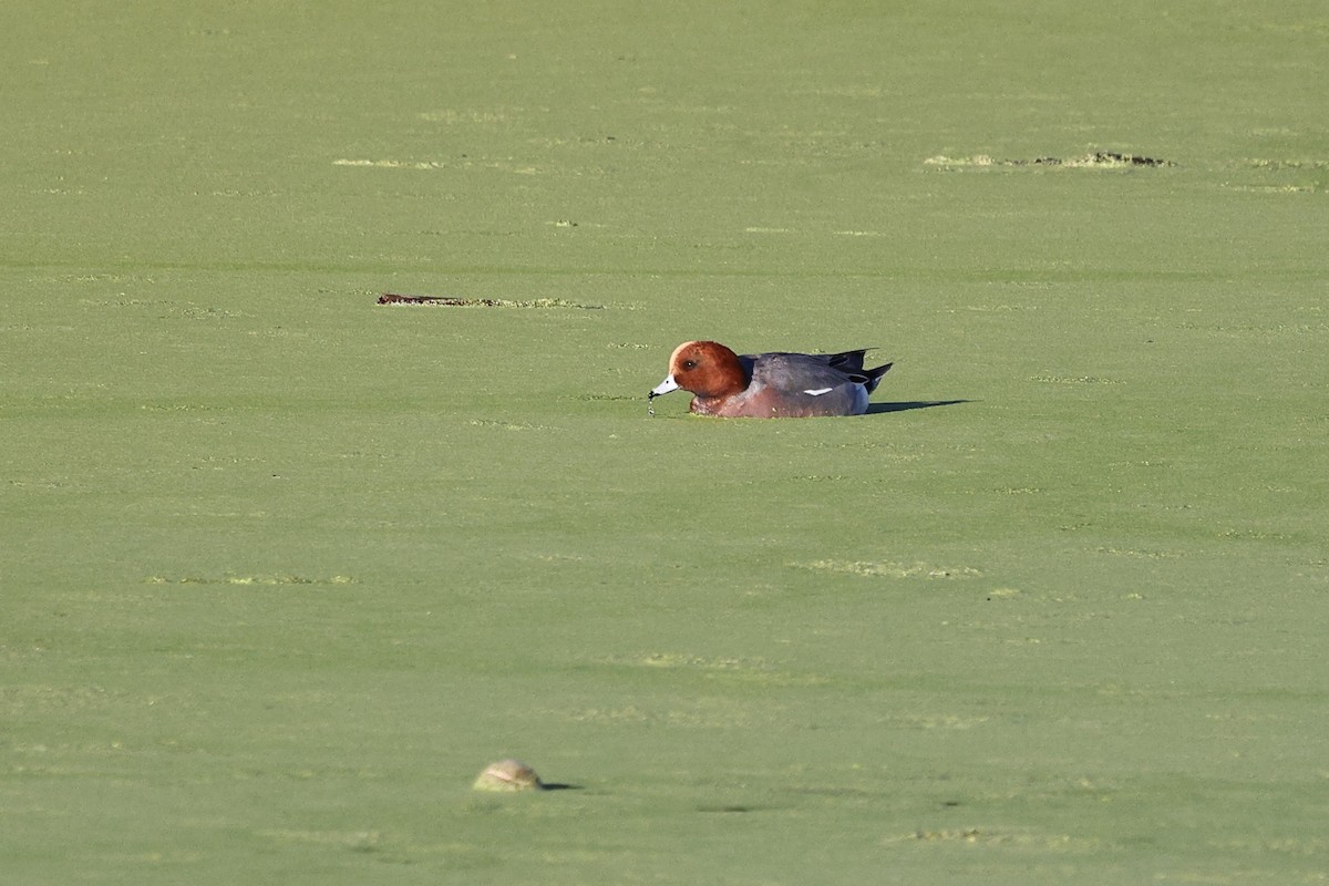 Pfeifente - ML646494070