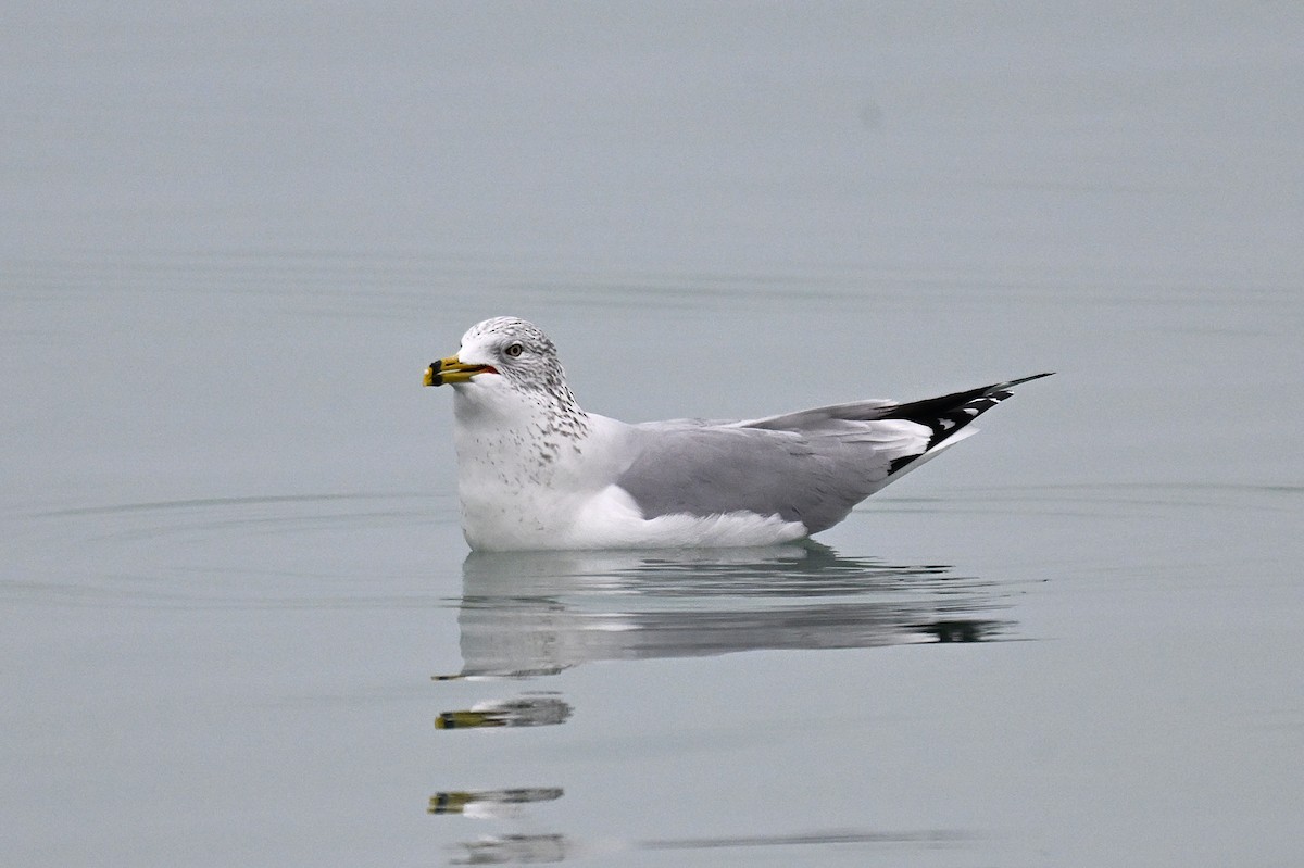 Ring-billed Gull - ML646494072