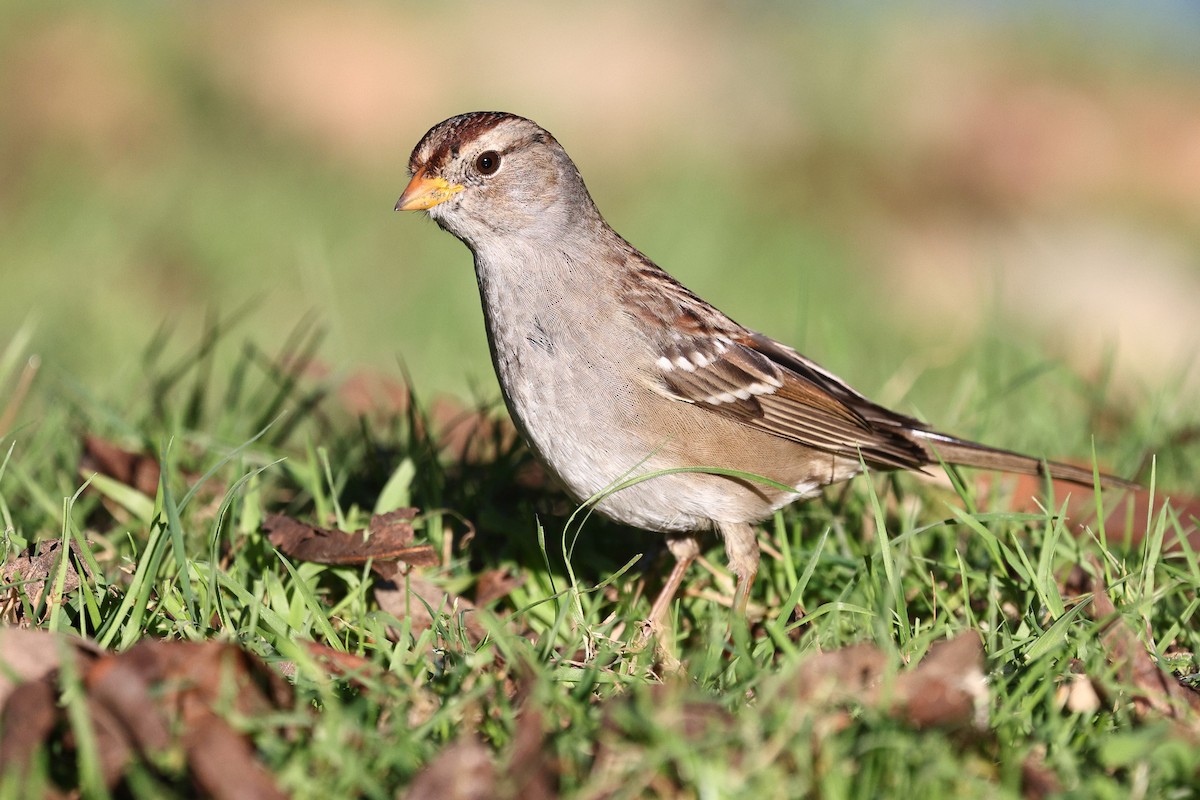 White-crowned Sparrow (Gambel's) - ML646494073