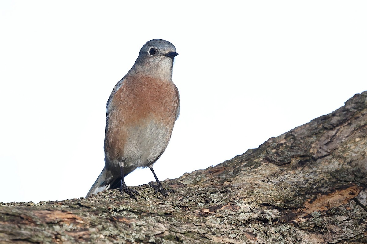 Blaukehl-Hüttensänger - ML646494075