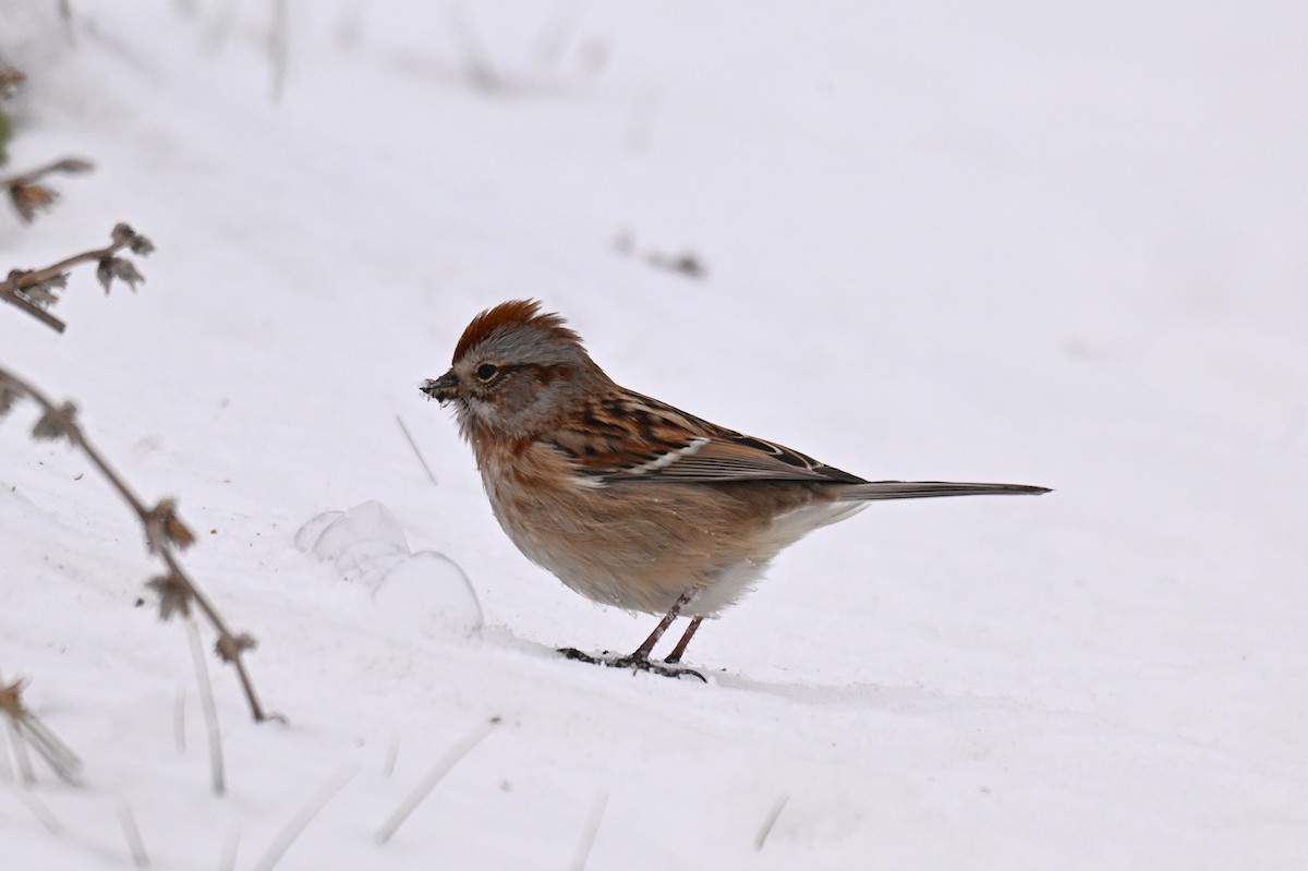American Tree Sparrow - ML646494076