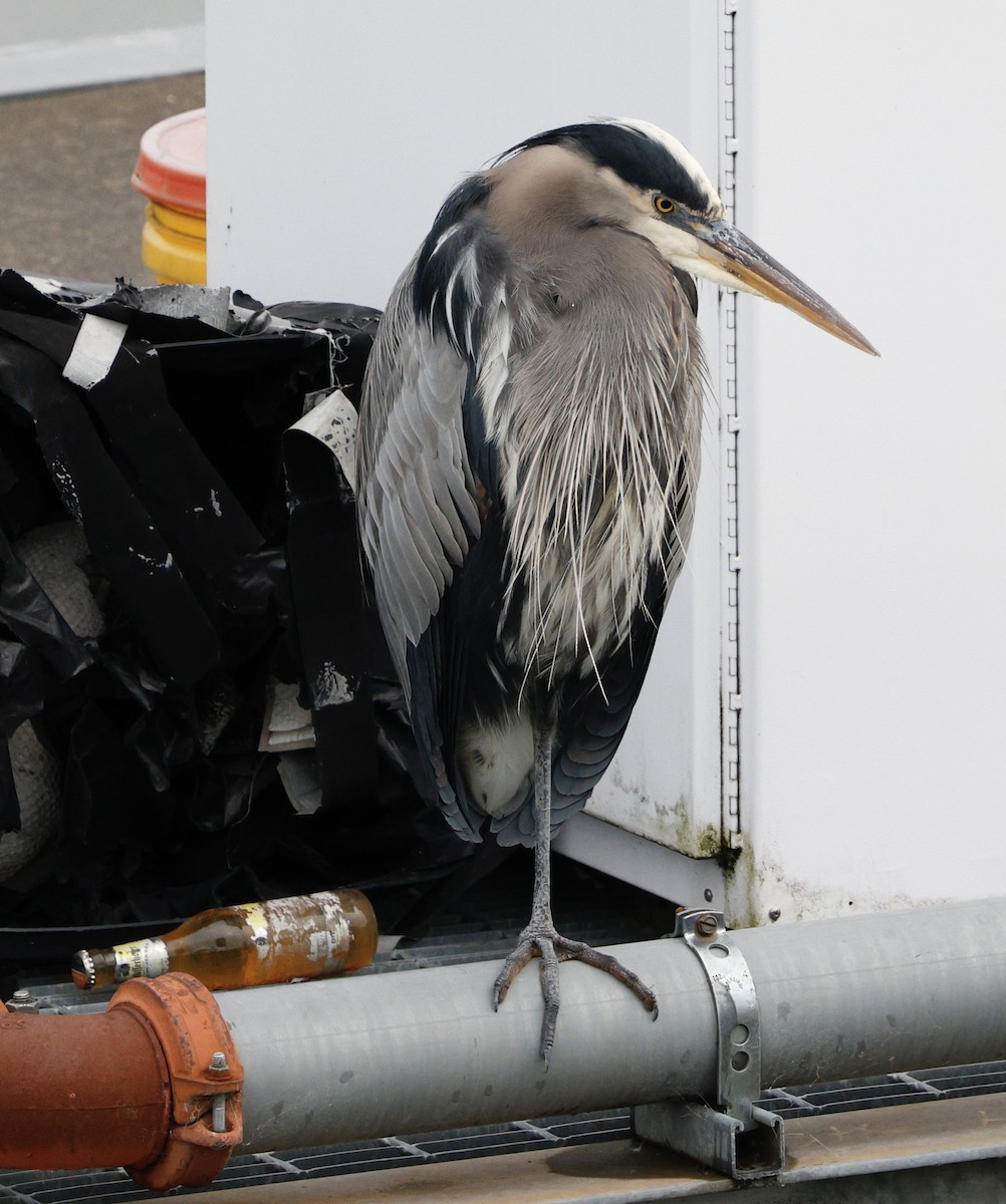 Great Blue Heron - ML646494077