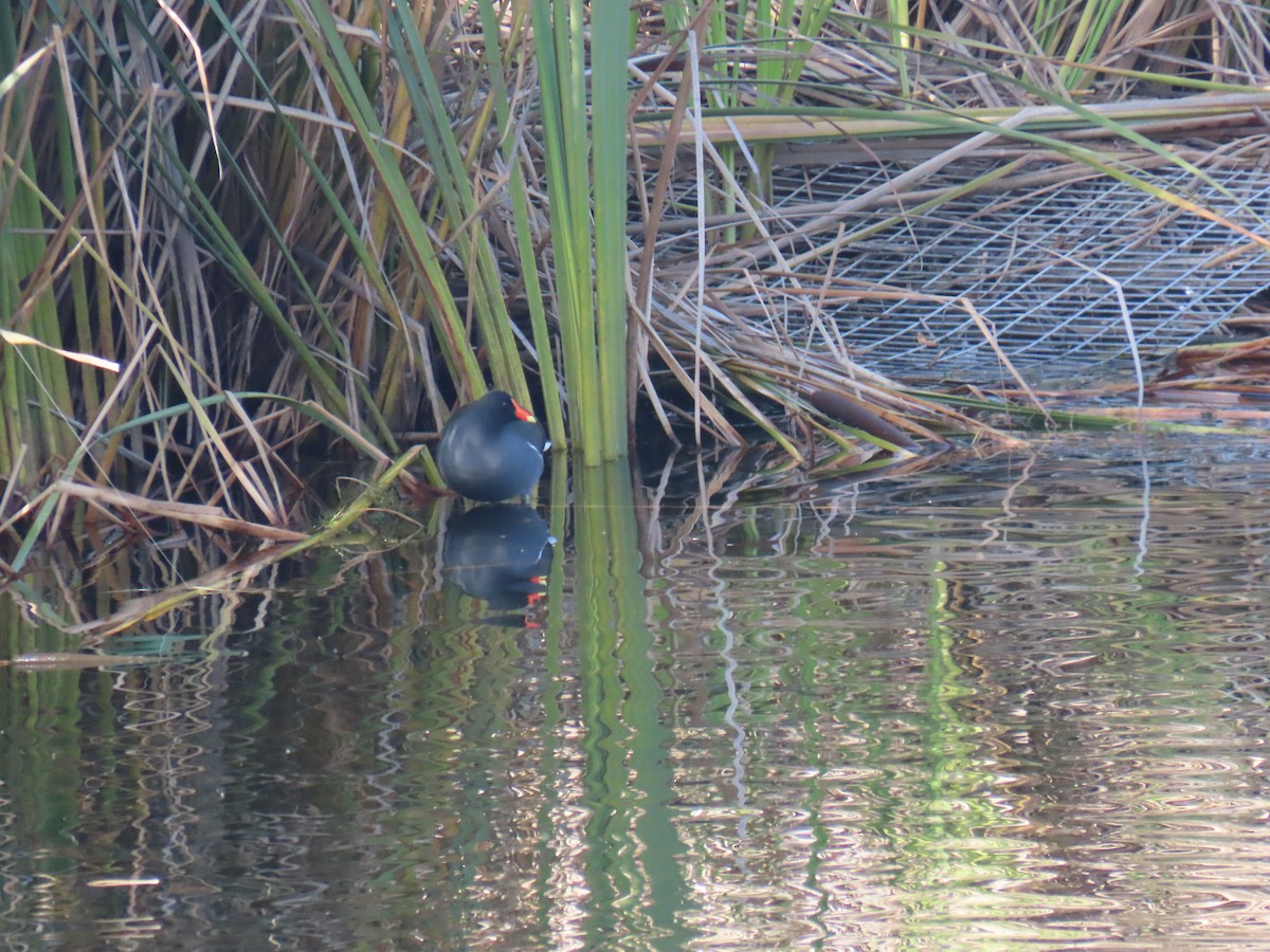 Common Gallinule - ML646494079