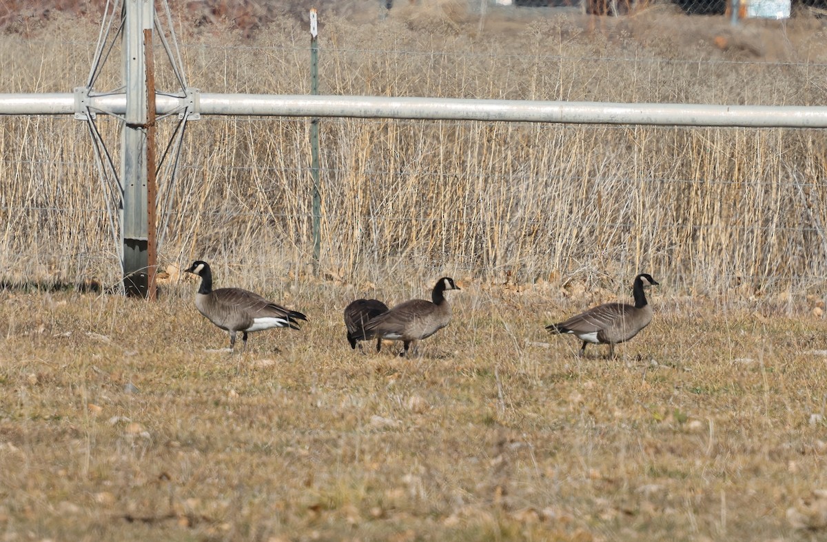 小加拿大雁 - ML646494085