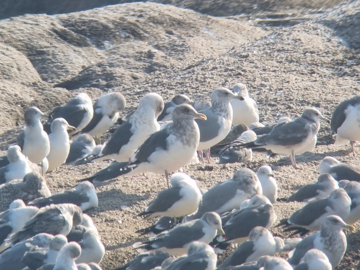 Slaty-backed Gull - ML646494088