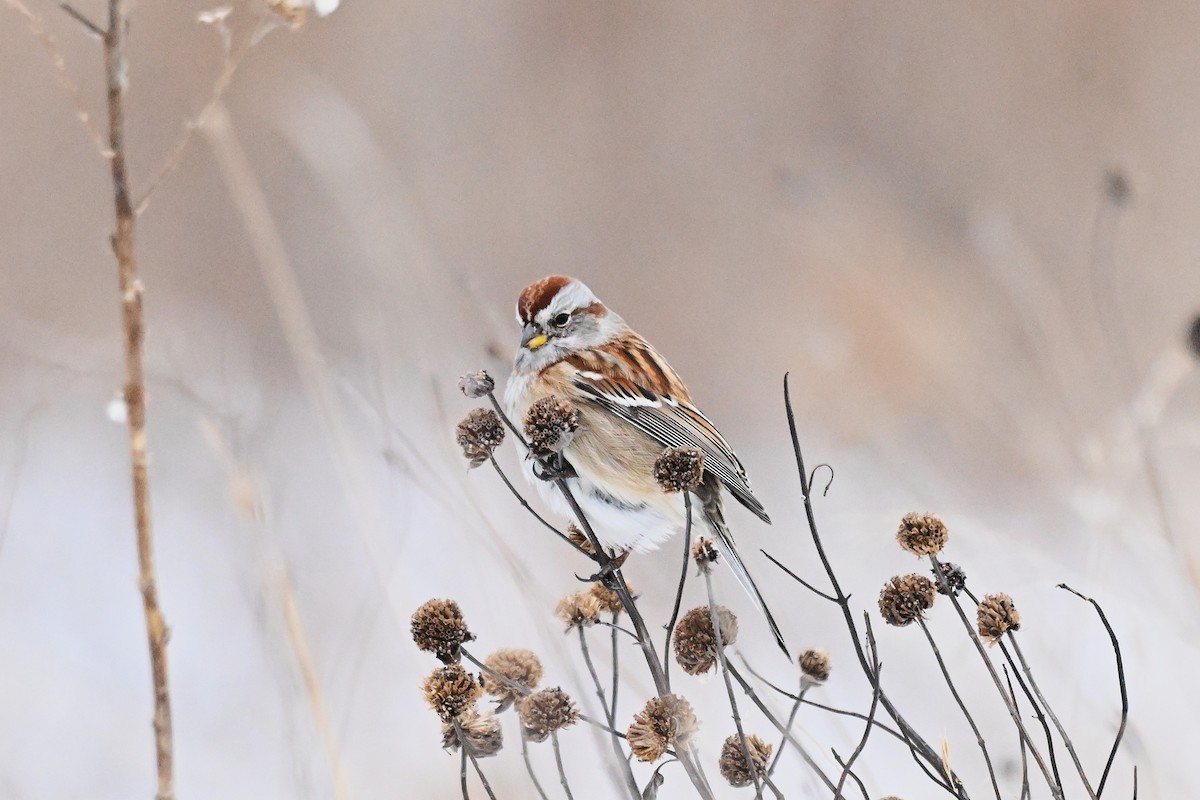 American Tree Sparrow - ML646494089