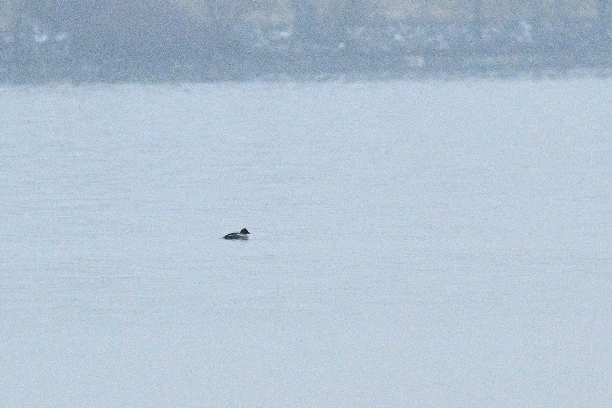 Schellente - ML646494090