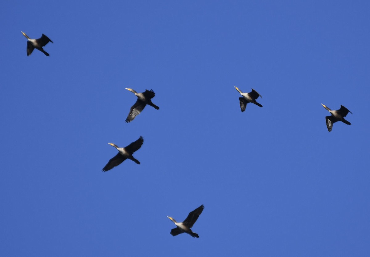 Double-crested Cormorant - ML646494091