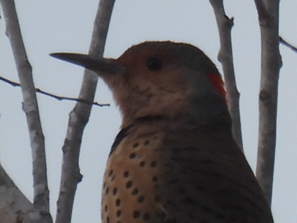 Northern Flicker - ML646494095