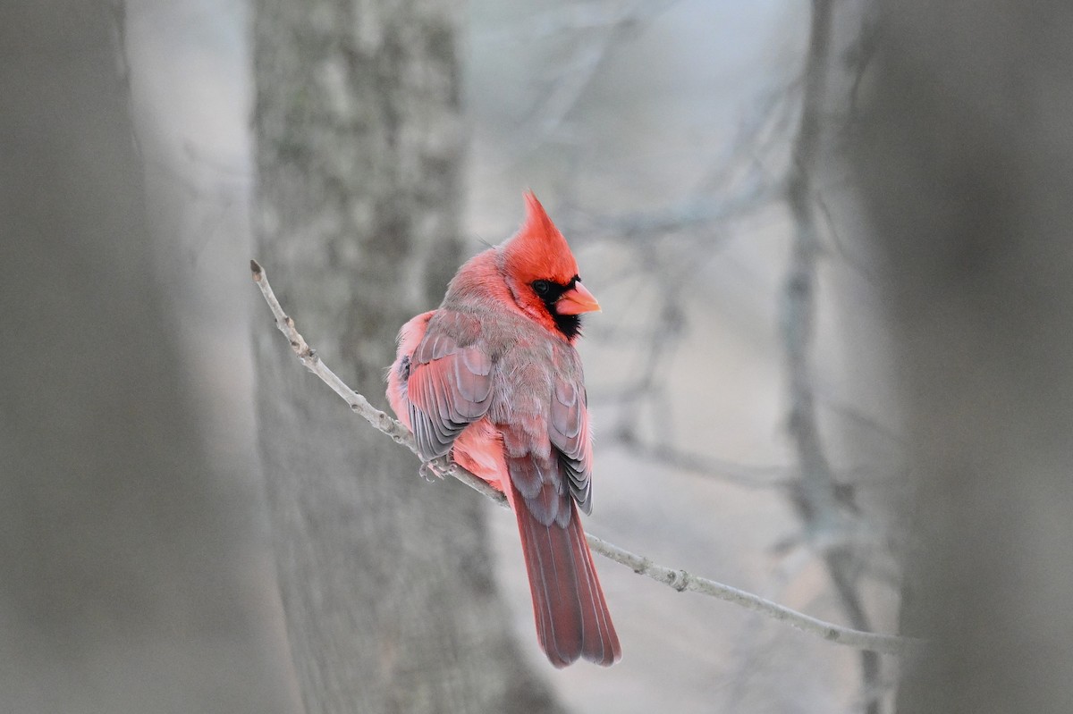 Cardinal rouge - ML646494096