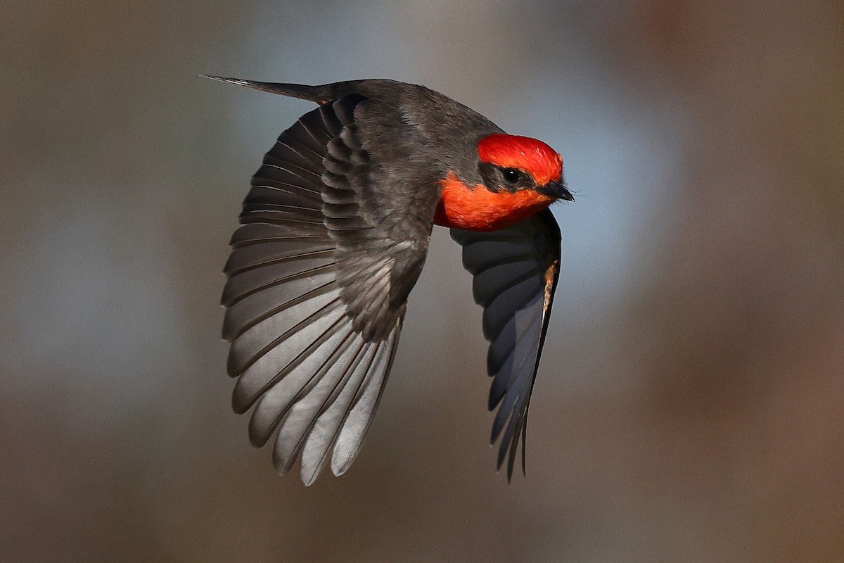 Rubintyrann - ML646494097