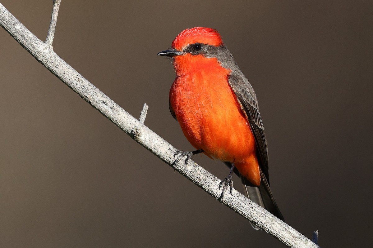 Rubintyrann - ML646494098