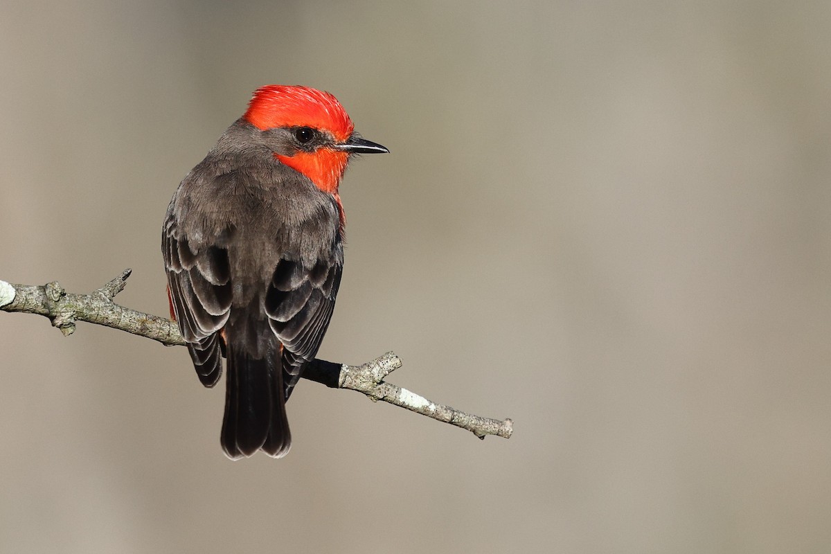 Rubintyrann - ML646494099