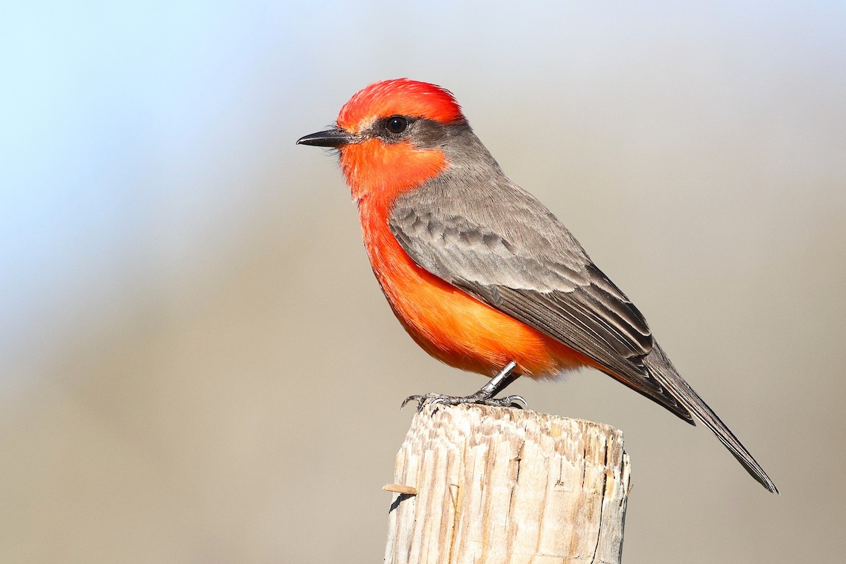 Rubintyrann - ML646494100