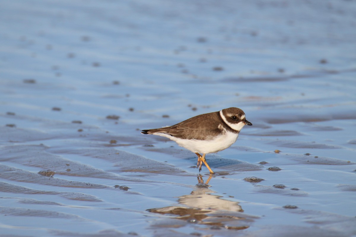 Semipalmated Plover - ML646494101