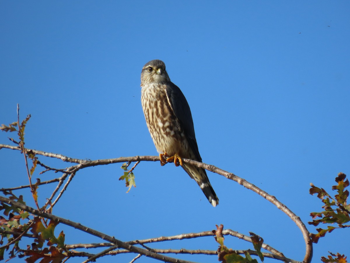 Merlin - ML646494102