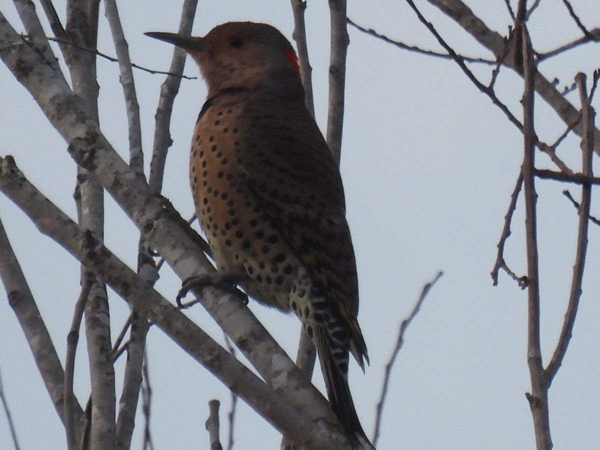 Northern Flicker - ML646494103