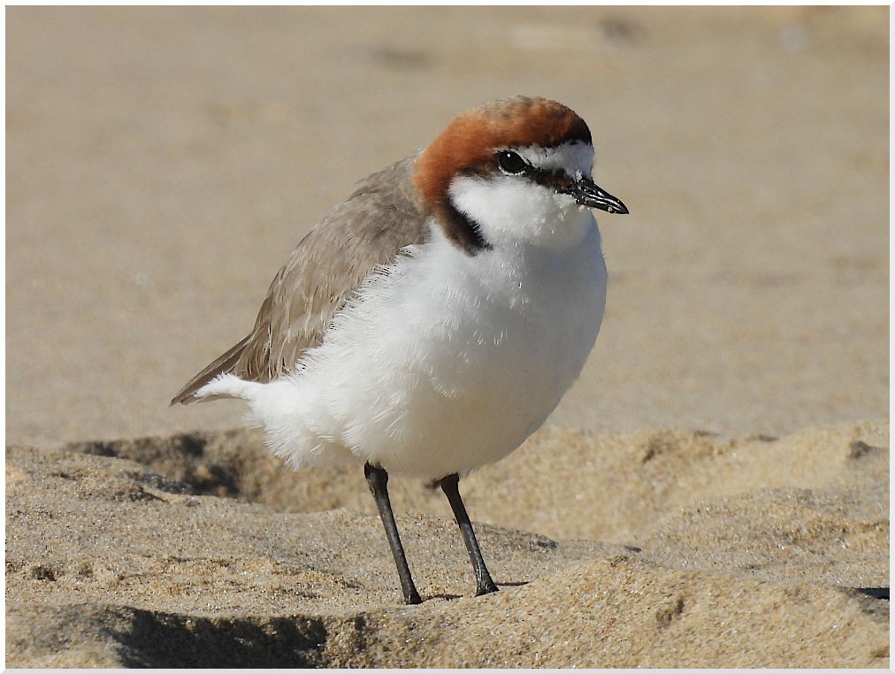 Red-capped Plover - ML646494104