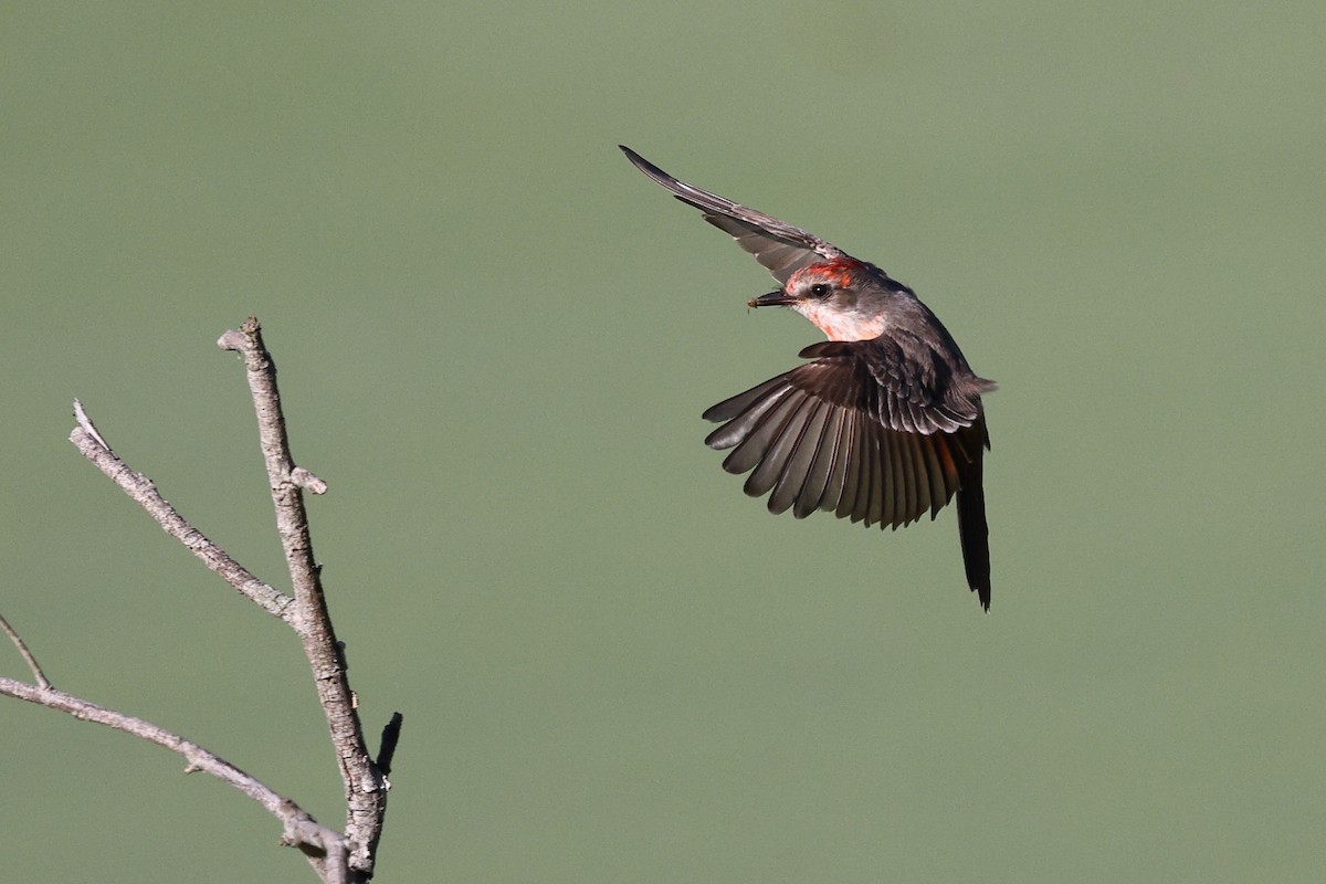 Rubintyrann - ML646494105