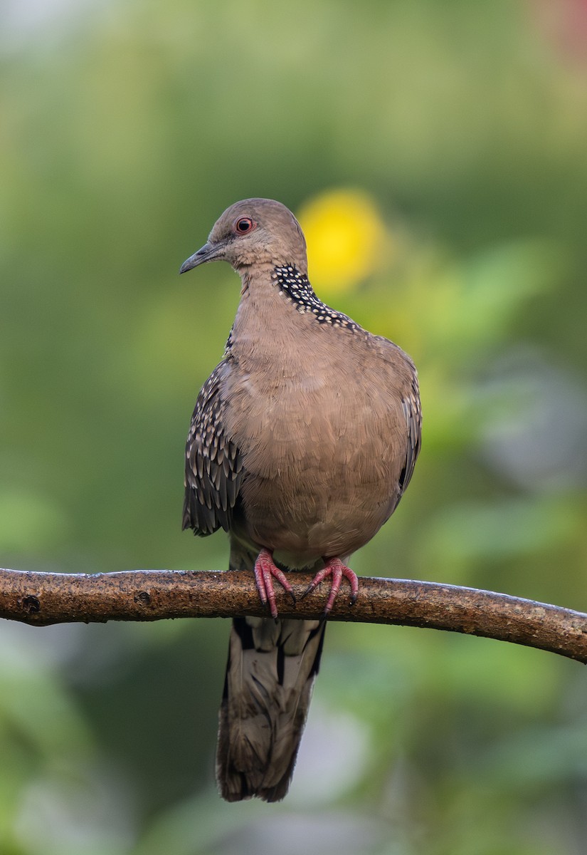 Spotted Dove - ML646494106