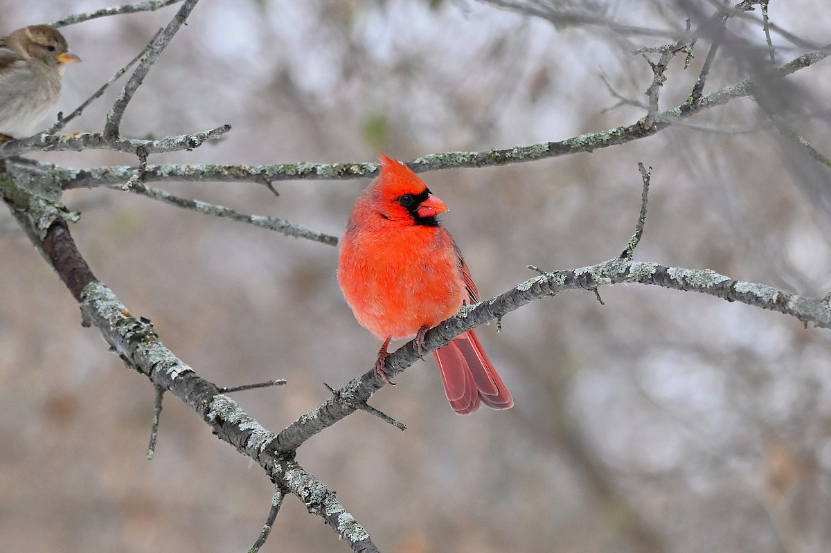 Cardinal rouge - ML646494107