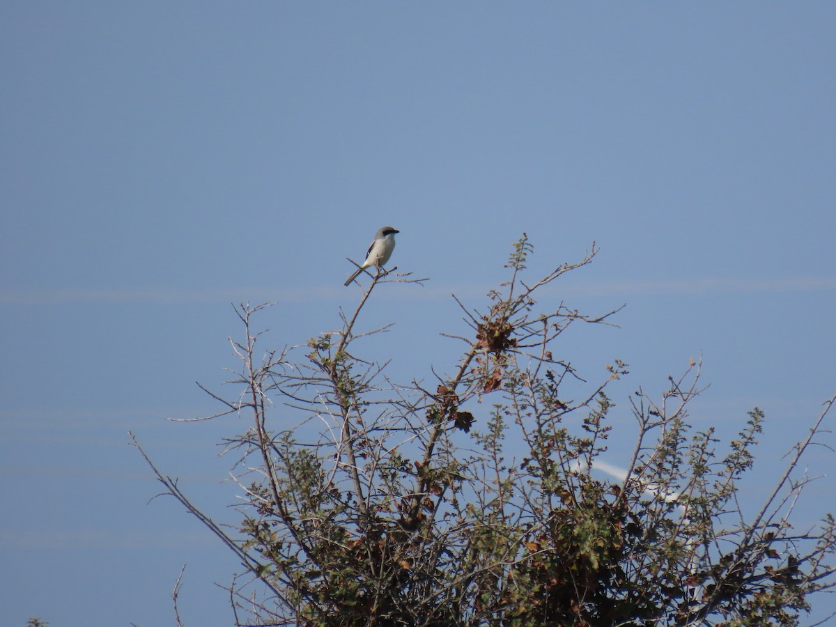 Loggerhead Shrike - ML646494110